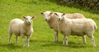 Sheep in the UK find bags of cannabis, get busy eating their content