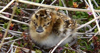 British Wildlife Park Hatches Critically Endangered Sandpiper Chicks [VIDEO]