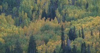 Leaves of Utah mountain trees changing color during autumn