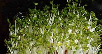 Broccoli Sprouts Could Help Treat Autism, Study Finds