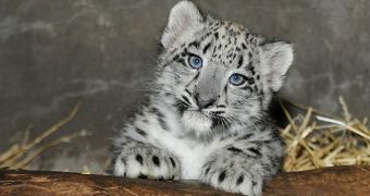 Chicago's Brookfield Zoo announces the birth of an adorable snow leopard cub