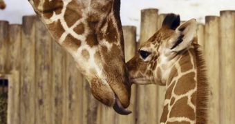 Zoo debuts baby giraffe