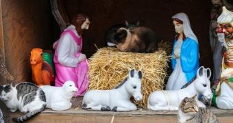 The cats took over the Nativity Scene in Brooklyn