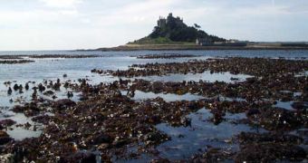 Kelp exposed by low tide