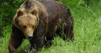 Brown bears (not pictured) rescued from restaurant in Kosovo