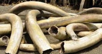Sri Lanka intends to offer poached elephant tusks as a present to a Buddhist temple