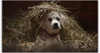 Budweiser puppy moves to the Budweiser farm to be with his friend in Super Bowl 2015 ad