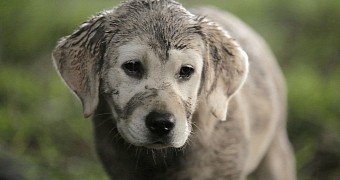 Budweiser Puppy is lost and dirty and sad