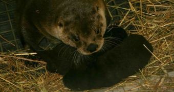 Otter pups born at Buffalo Zoo in the US earlier this month