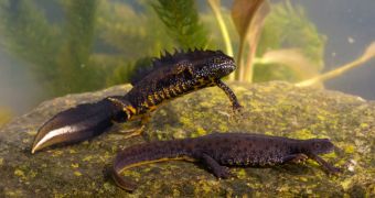 Great crested newts put constructions project in the UK on hold for almost an entire year