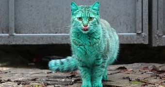 Bulgaria Has a Green Cat and It Doesn't Live in an Emerald City