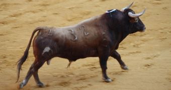 Several bull races will soon take place in the US, animal rights activists are not happy about it