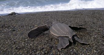 Bulldozers kill countless leatherback turtles in Trinidad