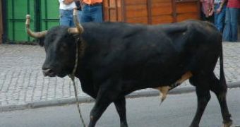 Bulls vs. Humans in the Azores – Bulls Win