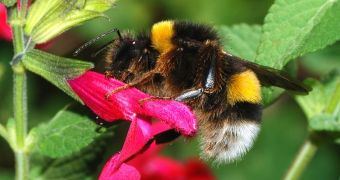 Bumblebees maintain buffer zones between themselves and the nest, to hide its location