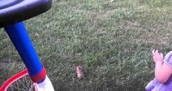 Family takes care of rabbit, it gets snatched by a hawk