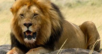 Burger Joint in Dallas Agrees to Feed Sick Lion