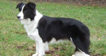 Border Collie is left blind by burglars who hit it in the head (click to see picture)