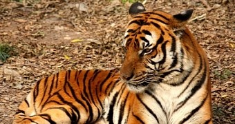 Burglars Steal a Tiger, a Leopard and a Jaguar, No Joke
