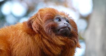The Golden Lion Tamarin is an endangered species and among the rarest animals in the world, with an estimated wild population of just 1,000 individuals