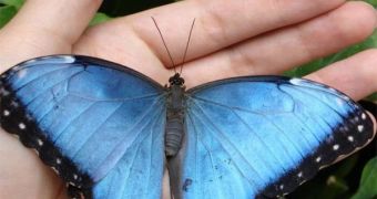 The blue morph butterfly can hear both high- and low-pitched sounds