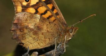 The Speckled Wood butterfly is ranging farther and farther northwards in the UK, due to ever-rising temperatures