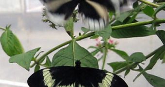 Scientists have found a population of tropical butterflies that may be on its way to splitting into two distinct species based on wing color and mate preference