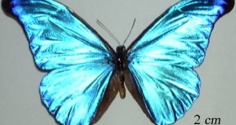 Butterfly iridescence is produced by naturally-occurring, crystal-like structures in their wings