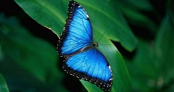 Butterfly cells used to create fully formed forewings