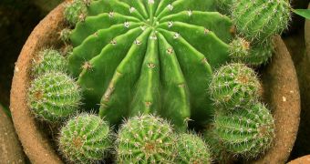 Most cactus species evolved between 5 and 10 million years ago