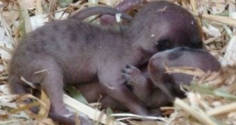 Five meerkat pups are born at Calgary Zoo