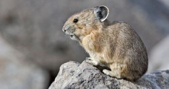 Researchers try to find ways to save the American pika and many other species from extinction