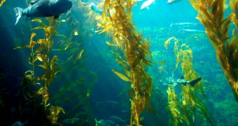 Studying kelp populations off the coasts of California will reveal the extent of nuclear contamination from the Fukushims power plant, in Japan