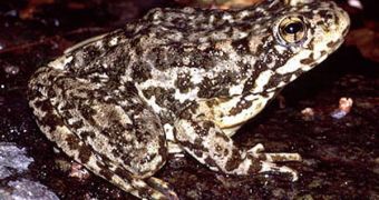 One of the few pictures of the elusive mountain yellow-legged frog (Rana muscosa)