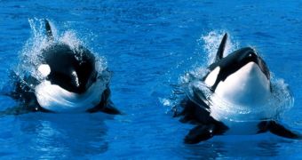 Lawmaker in California wants to ban SeaWorld orca performances