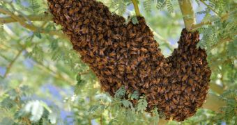 Big swarm of killer bees attacked a woman in Palm Desert