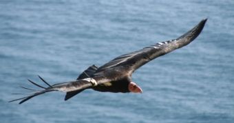 California's Condors Are Threatened by Lead Poisoning