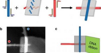 Caltech Experts Design New Nanotube-DNA Structure