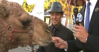 “Abdullah” the camel moves pretty fast, after escaping from a circus in LA