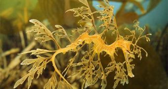 This is a fish, not an algae: the leafy sea dragon