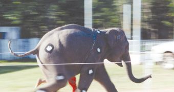 An Asian elephant marked with dots for gait analysis