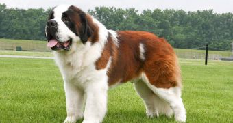 St. Bernard was killed because it interrupted a Candy Crush game