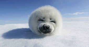 PETA asks for help so as to put an end to Canada's annual seal hunt