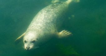 Seals with the misfortune of living next to Canadian fishing communities will get a break when the EU passes its ban in October