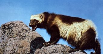 Wolverine numbers are declining across North America