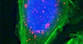 Drug-laden nanoparticles (pink) developed by BIND Biosciences have accumulated in a prostate-cancer cell (shown in green; cell nucleus in blue). The particles were designed to target prostate cancer cells