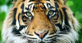 The splendid Sumatran tiger is closely watched by scientists