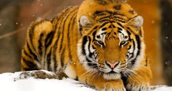 Russia risks losing its remaining Amur tigers