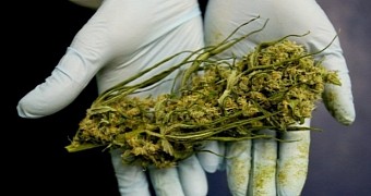 Study reveals the dark side of cannabis