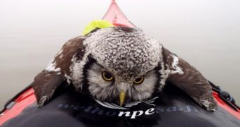 Owl is rescued after falling in freezing lake in Finland